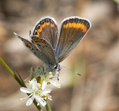 Melissa Blue Lycaeides melissa Butterfly 