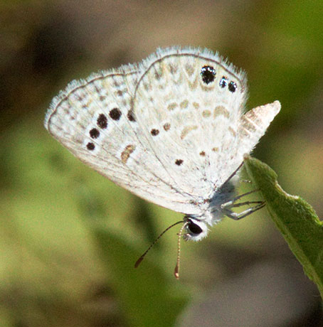 Reakirt's Blue Hemiargus isola Butterfly