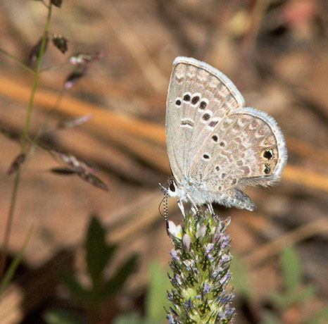 Reakirt's Blue Hemiargus isola Butterfly
