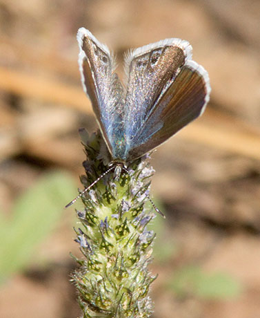 Reakirt's Blue Hemiargus isola Butterfly