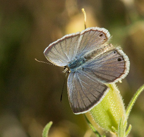 Reakirt's Blue Hemiargus isola Butterfly