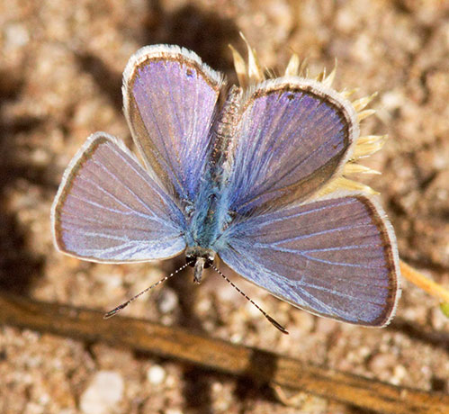 Marine Blue Leptotes marina Butterfly 