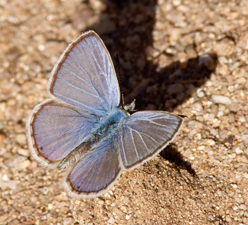 Marine Blue Leptotes marina Butterfly 