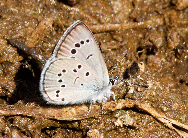 Silvery Blue Glaucopsyche lygdamus  Butterfly