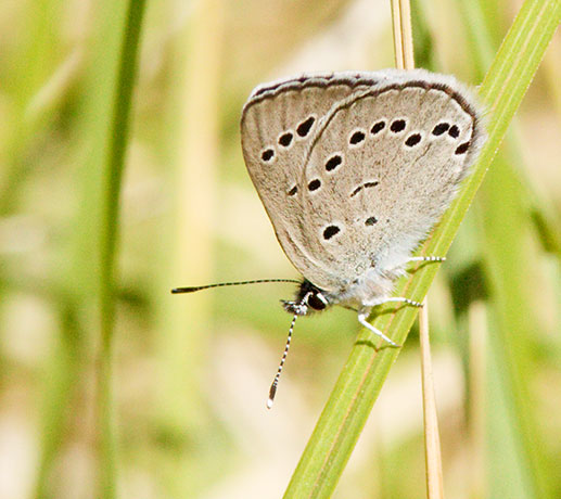 Silvery Blue Glaucopsyche lygdamus  Butterfly