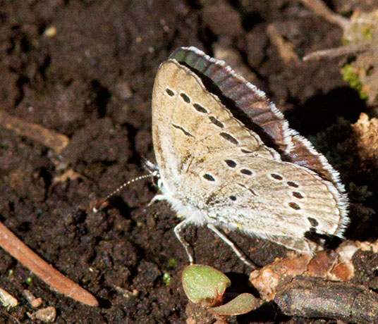 Silvery Blue Glaucopsyche lygdamus  Butterfly