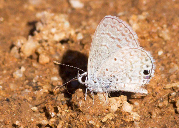 Ceraunus Blue Hemiargus ceraunus Butterfly 