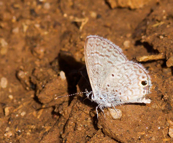 Ceraunus Blue Hemiargus ceraunus Butterfly 