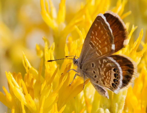 Western Pygmy-Blue Brephidium exilis Butterfly 