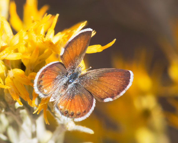 Western Pygmy-Blue Brephidium exilis Butterfly 
