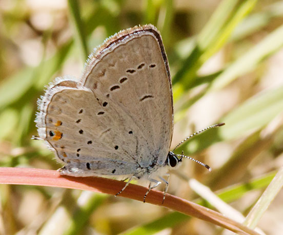 Eastern Tailed-Blue Everes comyntas Butterfly 