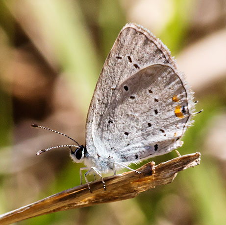 Eastern Tailed-Blue Everes comyntas Butterfly 