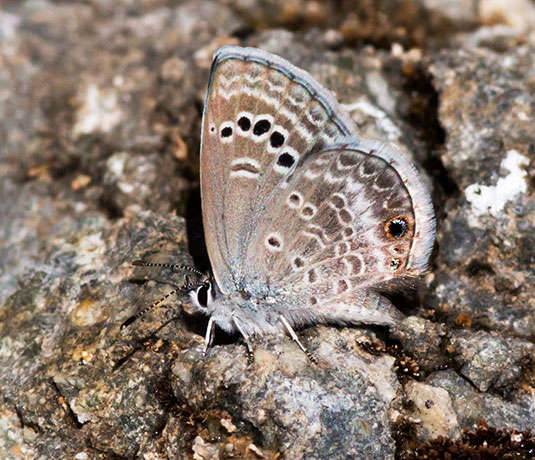 Reakirt's Blue Hemiargus isola Butterfly