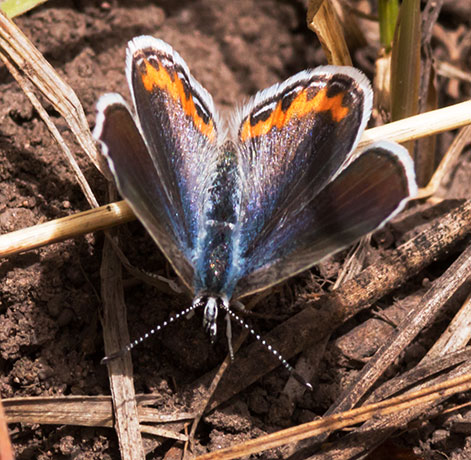 Acmon Blue Plebejus acmon Butterfly