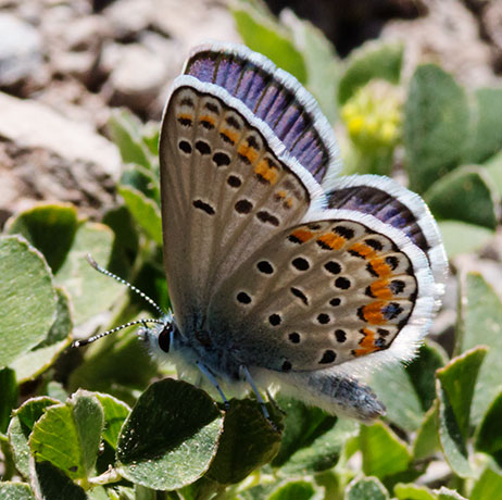 Melissa Blue Lycaeides melissa Butterfly 