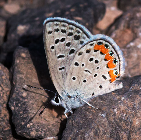 Acmon Blue Plebejus acmon Butterfly