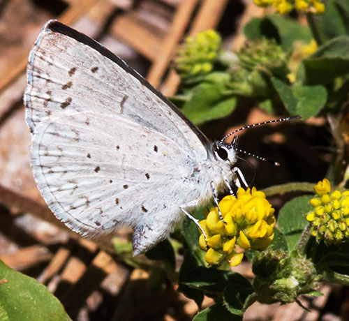 Spring Azure Celastrina ladon  Butterfly 