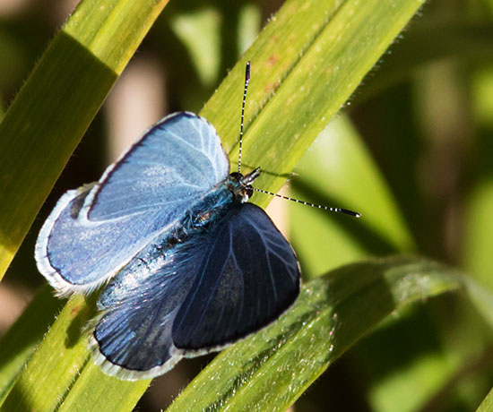 Spring Azure Celastrina ladon  Butterfly 