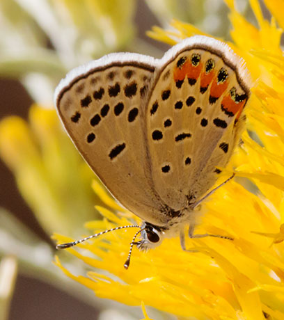Acmon Blue Plebejus acmon Butterfly