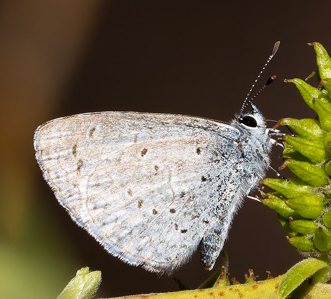 Spring Azure Celastrina ladon  Butterfly 