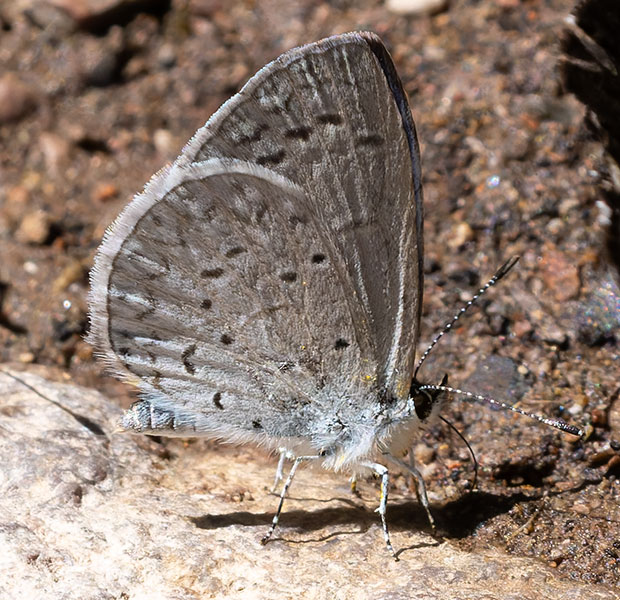 Spring Azure Celastrina ladon  Butterfly 