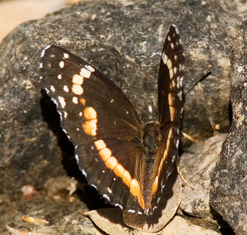 Bordered Patch Chlosyne lacinia Butterfly