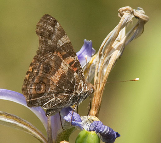 American Lady Vanessa virginiensi Butterfly