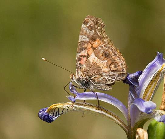 American Lady Vanessa virginiensi Butterfly