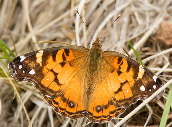 American Lady Vanessa virginiensi Butterfly