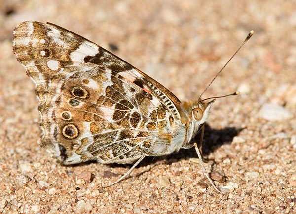 Painted Lady Vanessa cardui Butterfly
