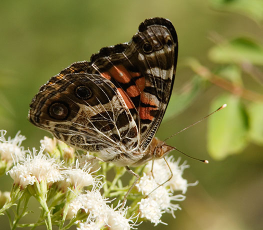 American Lady Vanessa virginiensi Butterfly