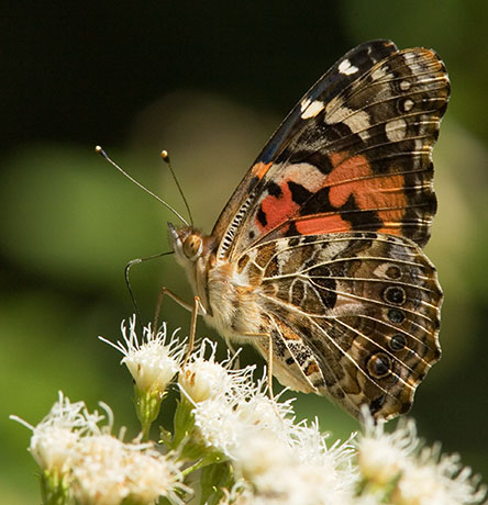 Painted Lady Vanessa cardui Butterfly