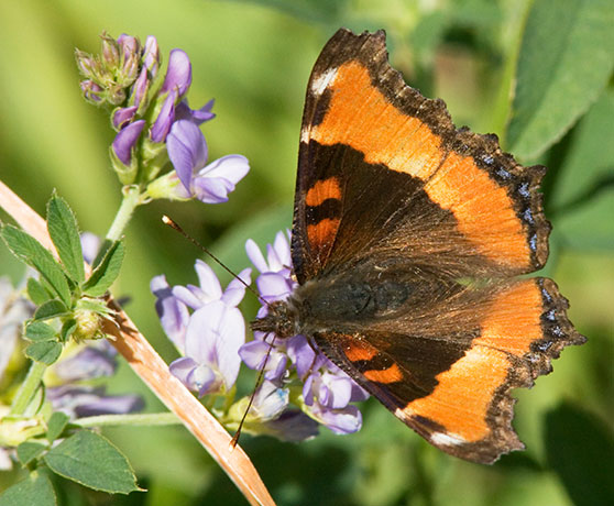 Milbert's Tortoiseshell Aglais milberti Butterfly