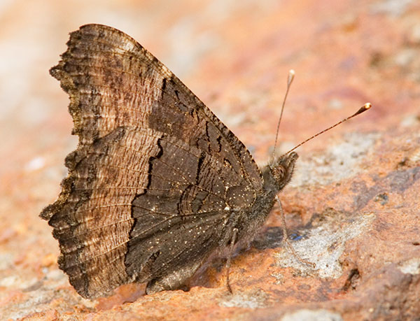 Milbert's Tortoiseshell Aglais milberti Butterfly