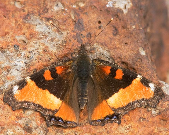 Milbert's Tortoiseshell Aglais milberti Butterfly