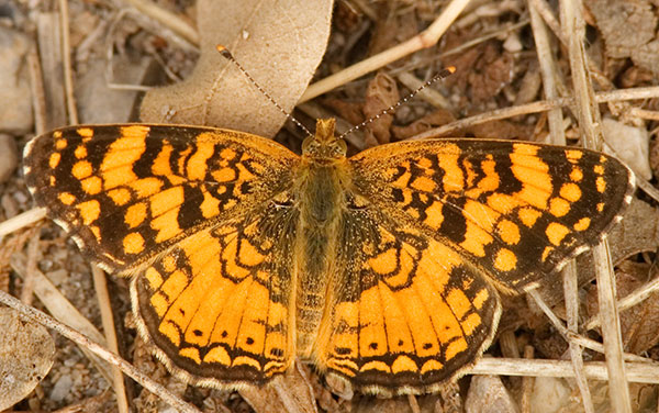 Mylitta Crescent Phyciodes mylitta Butterfly