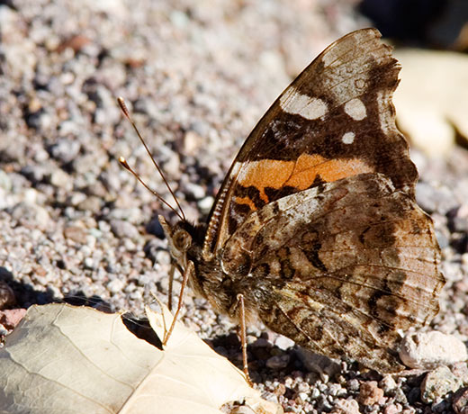 Red Admiral Vanessa atalanta Butterfly