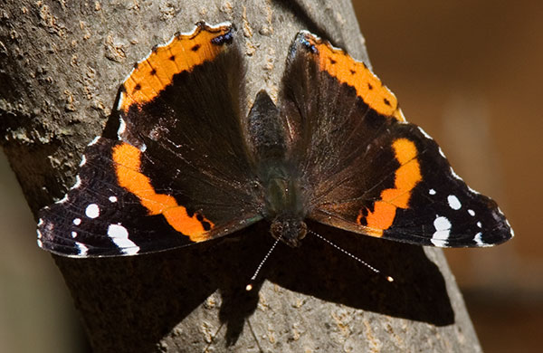 Red Admiral Vanessa atalanta Butterfly