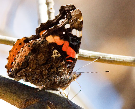 Red Admiral Vanessa atalanta Butterfly
