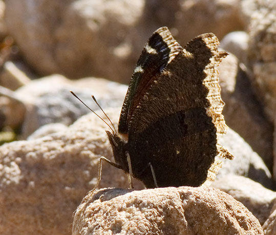 Mourning Cloak Nymphalis antiopa Butterfly
