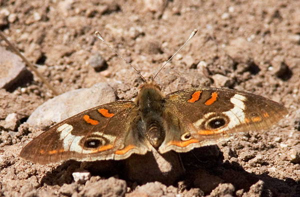 Common Buckeye Junonia coenia Butterfly
