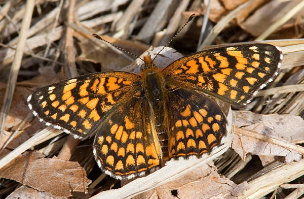 Sagebrush Checkerspot Chlosyne acastus Butterfly