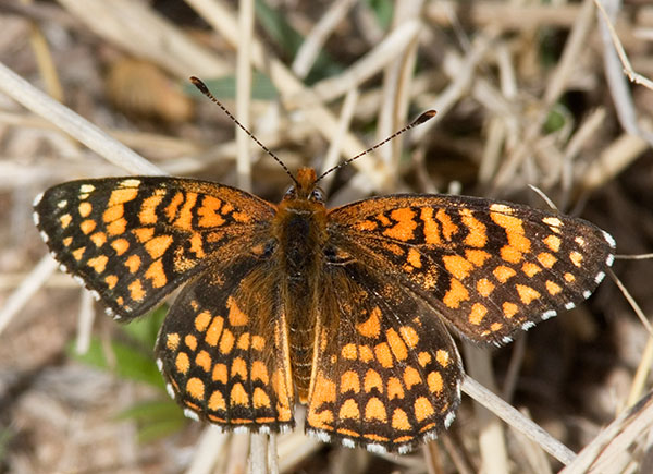 Sagebrush Checkerspot Chlosyne acastus Butterfly