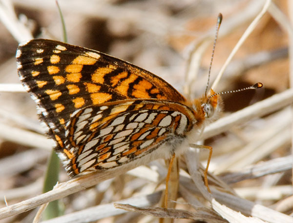 Sagebrush Checkerspot Chlosyne acastus Butterfly