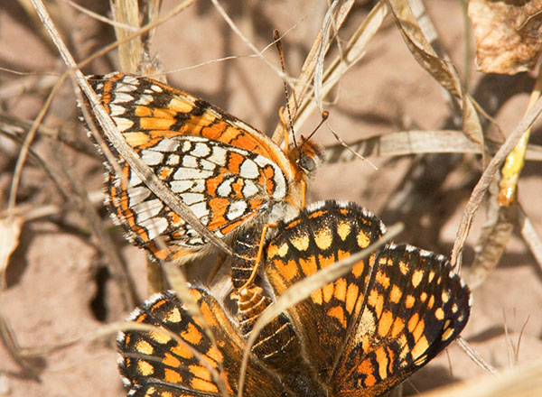 Sagebrush Checkerspot Chlosyne acastus Butterfly
