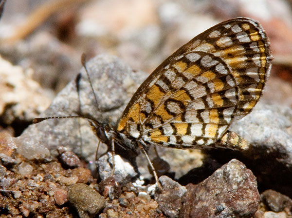 Tiny Checkerspot Dymasia dymas Butterfly