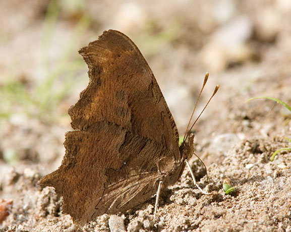 Satyr Comma Polygonia satyrus Satyr Anglewing Butterfly