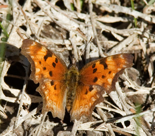 Satyr Comma Polygonia satyrus Satyr Anglewing Butterfly