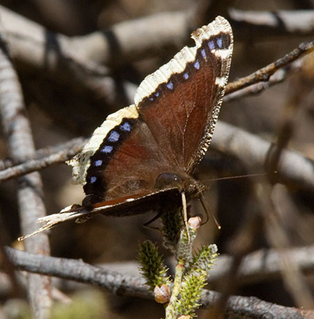Mourning Cloak Nymphalis antiopa Butterfly