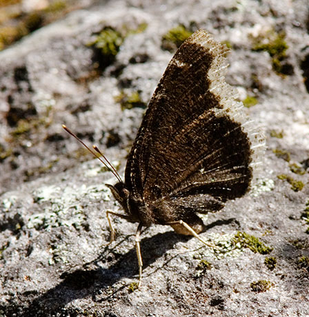 Mourning Cloak Nymphalis antiopa Butterfly